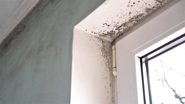 Asbestos and Lead Testing During Mold Inspection in Romeo, MI