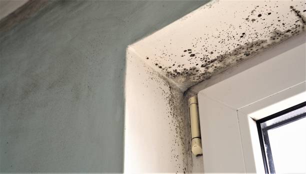 Best Mold Prevention Services  in Romeo, MI