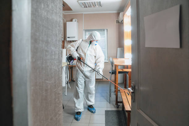 Best Attic Mold Removal  in Romeo, MI
